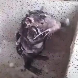 Meet your Posher, Saul